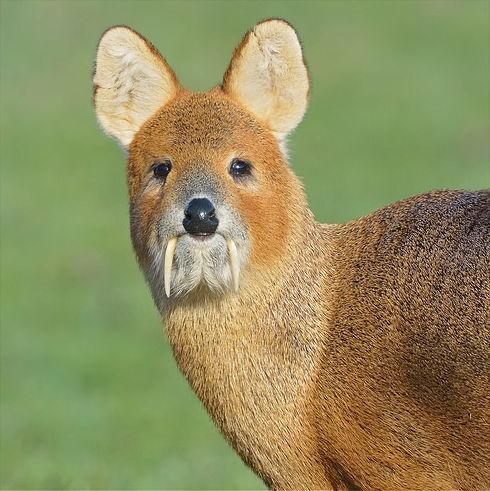 特に大韓民国だけで多く発見される野生動物TOP3