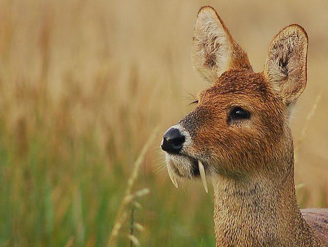 特に大韓民国だけで多く発見される野生動物TOP3