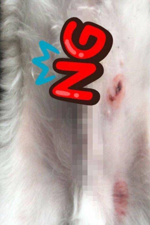 人の子犬にBB弾を撃った小学生