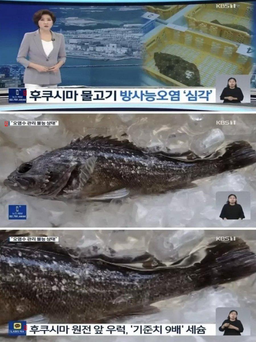 후쿠시마 물고기 상태.jpg