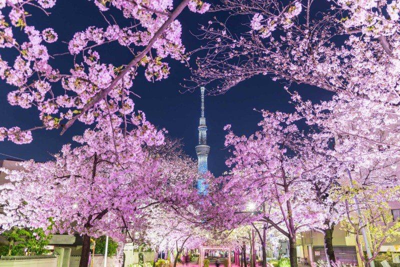 日本の夜桜と韓国の夜桜