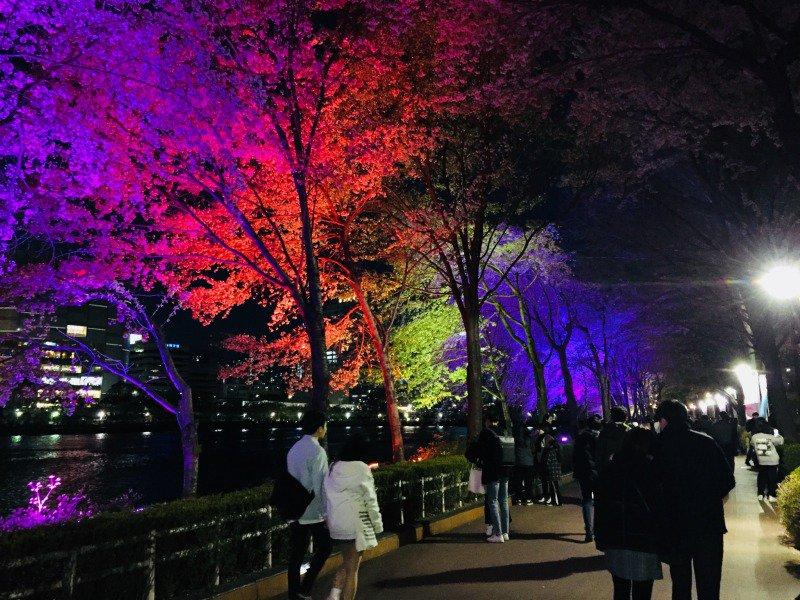 日本の夜桜と韓国の夜桜