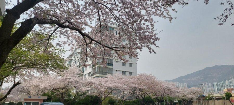 釜山はもう桜が散り始めていますね