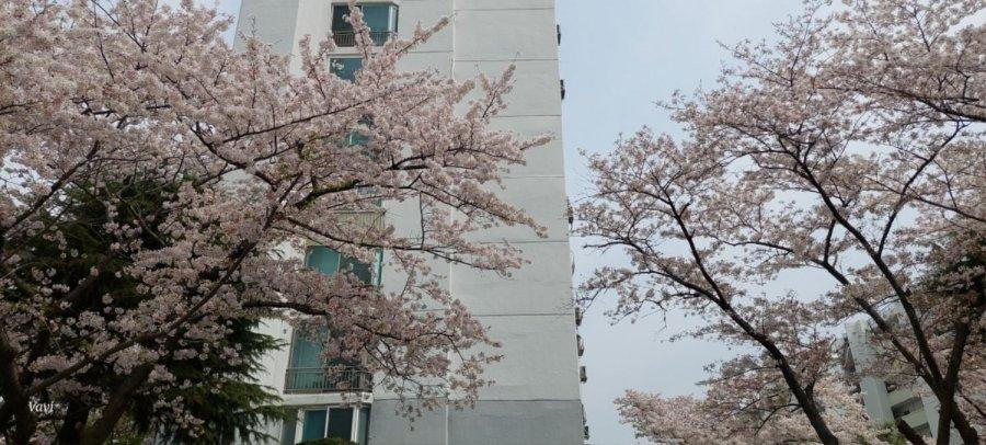 釜山はもう桜が散り始めていますね