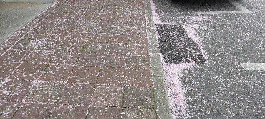 釜山はもう桜が散り始めていますね