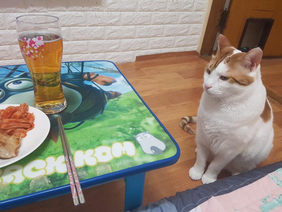 退勤後に会ったサムギョプサルと猫jpg