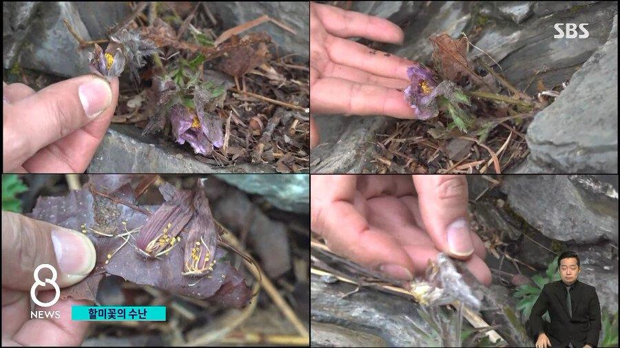 ●「狂った春の花」写真家たちの近況