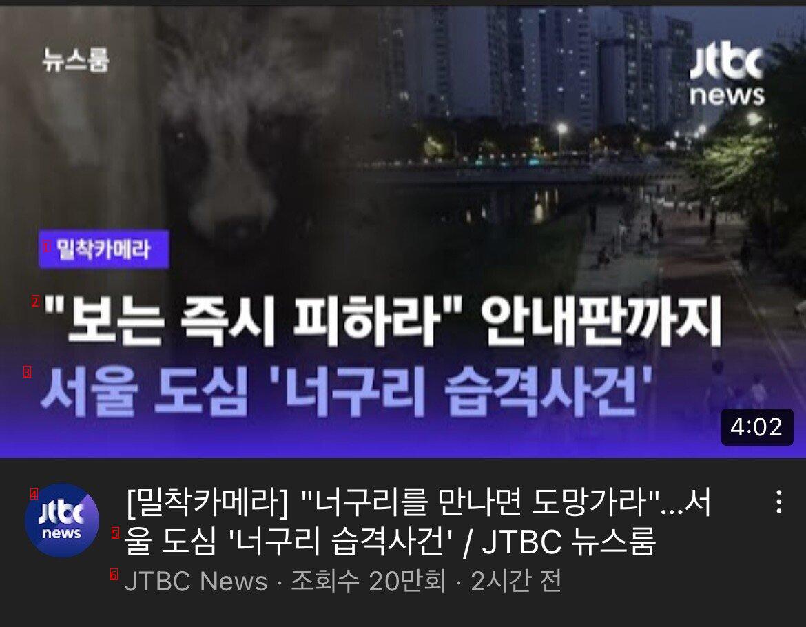 서울 도심에 나타난 너구리의 만행 ㄷㄷ