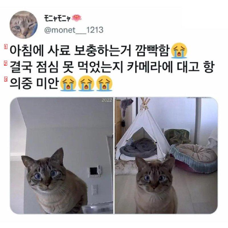 고양이 사료 보충 안해놓고 나온 집사