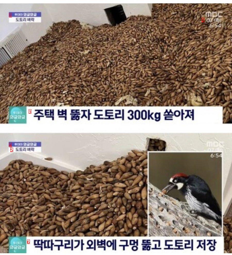 アメリカ 家庭のどんぐり 300kg テロjpg