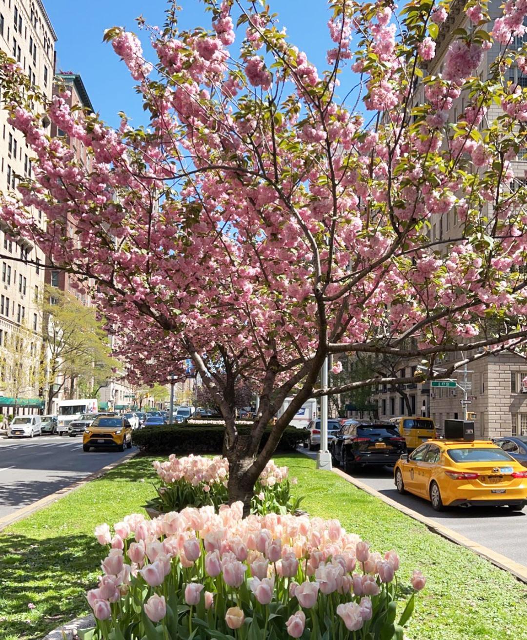 ニューヨークマンハッタンの春jpg