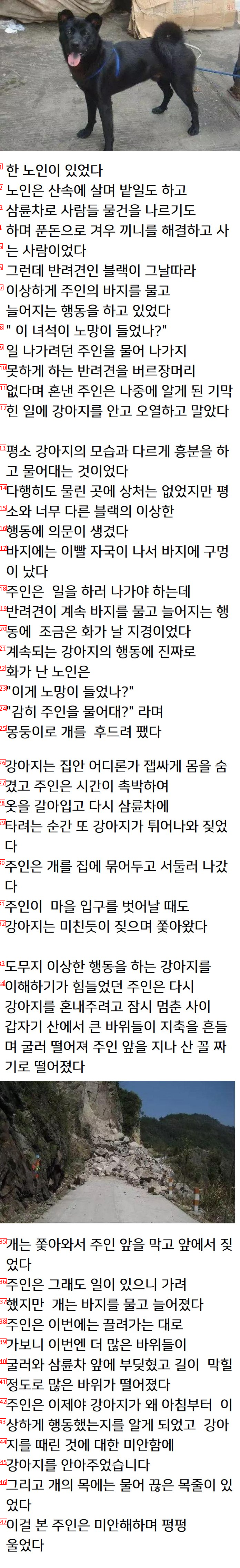 일하러가야하는데 반려견이 못나가게 물고 짖은 이유