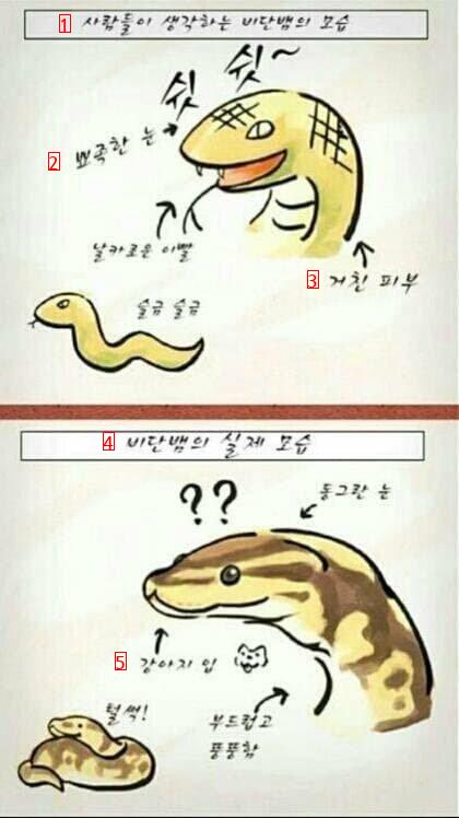 재미) 인식과는 다른 실제 뱀의 모습..jpg