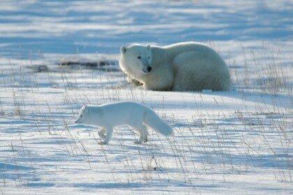 ホッキョウの共存