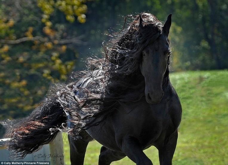 世界一ハンサムな黒馬