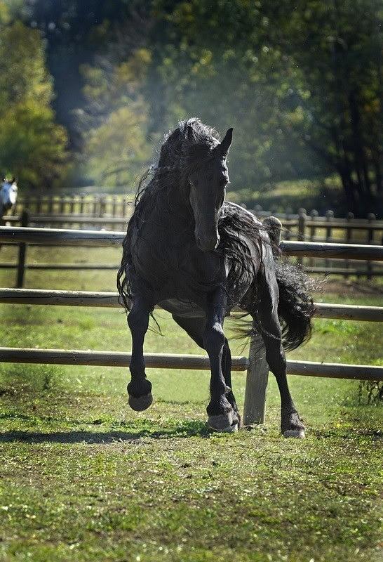 世界一ハンサムな黒馬