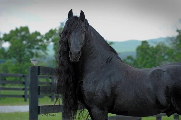 世界一ハンサムな黒馬