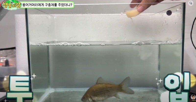 薬嫌いフナヒルの駆虫のために塩と駆虫剤を入れる