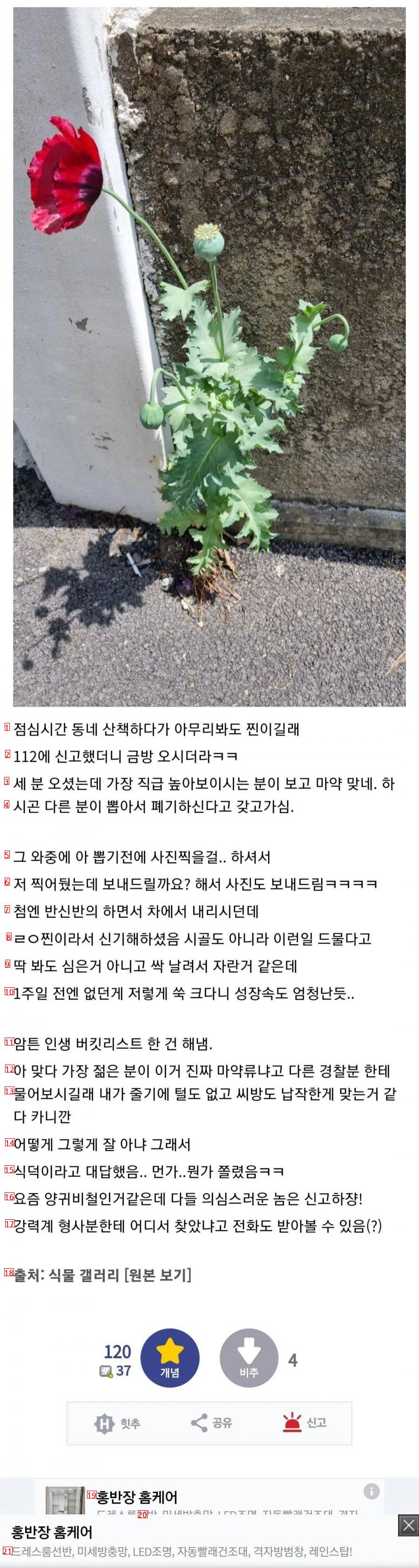 길에서 양귀비를 발견한 식물갤러