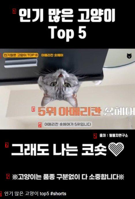 한국에서 가장 인기 있는 고양이