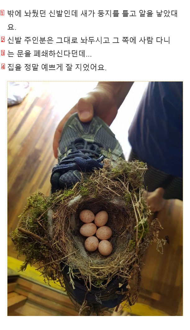 靴に巣を作った鳥