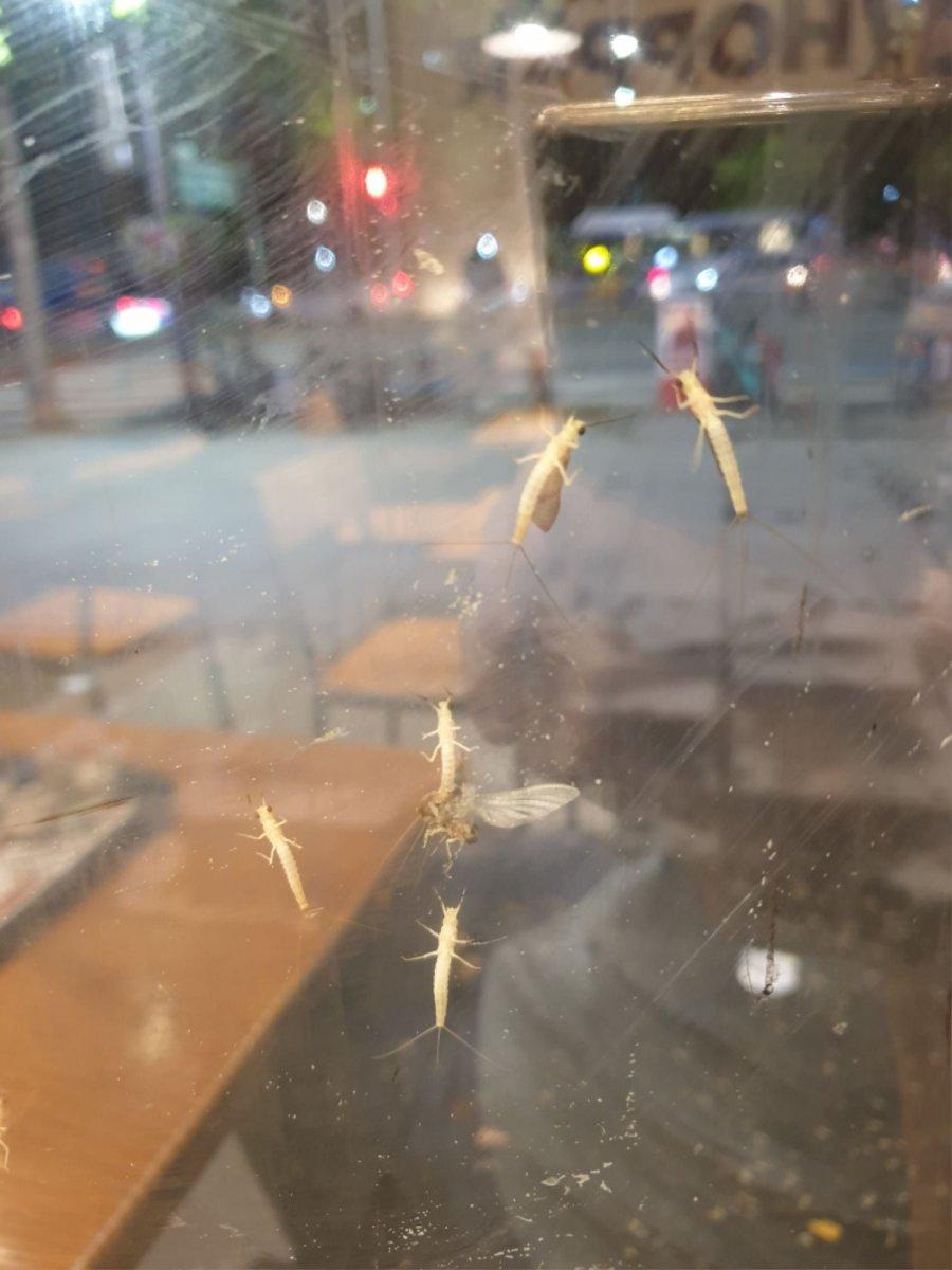종합운동장 근처 식당인데 날벌레가 징그럽게 많네요