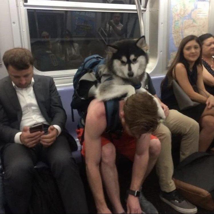 入れられていない犬はニューヨークの地下鉄に乗れません