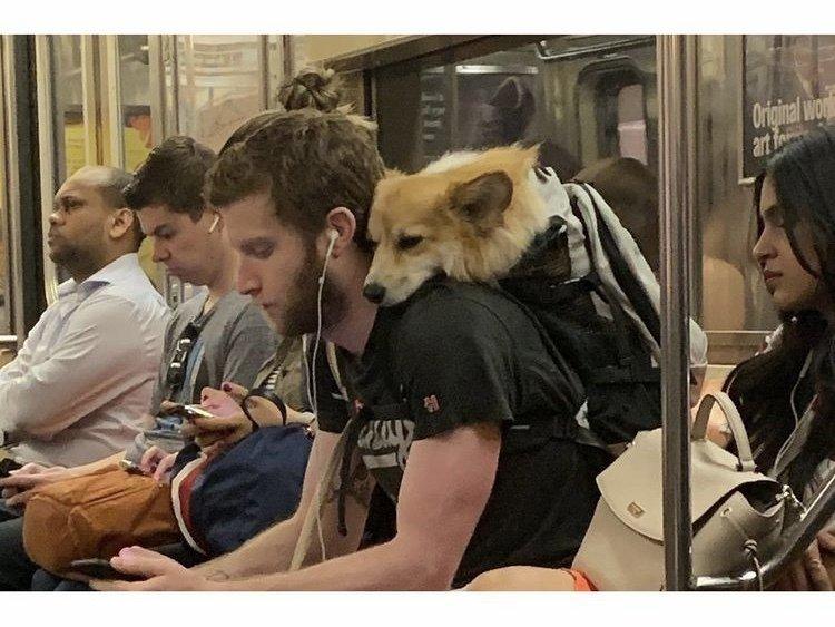 入れられていない犬はニューヨークの地下鉄に乗れません