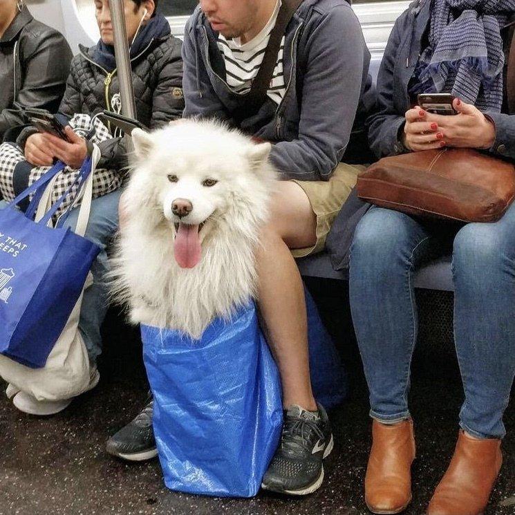 入れられていない犬はニューヨークの地下鉄に乗れません