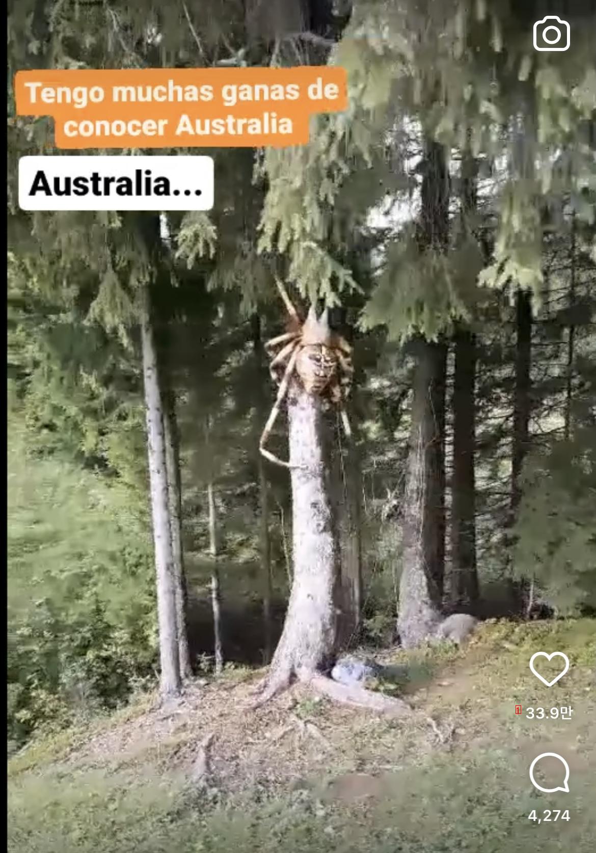 嫌オーストラリアのクモ