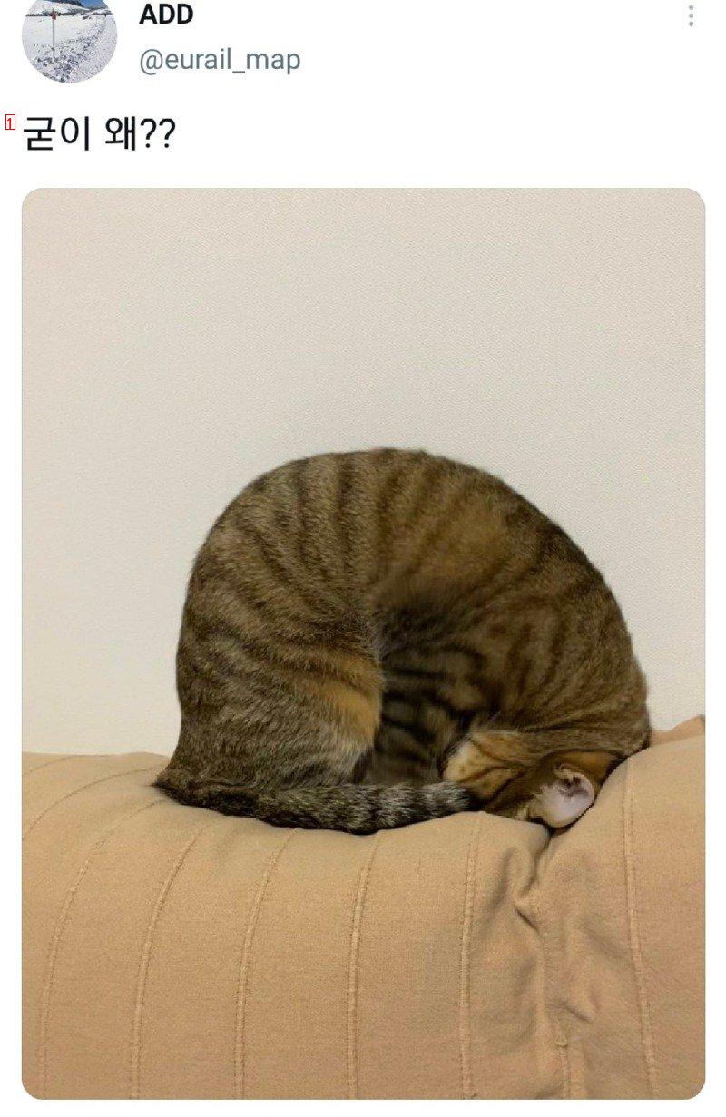 面白く眠る猫jpg