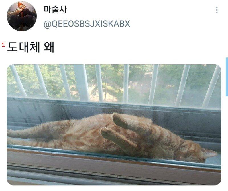 웃기게 잠자는 고양이.jpg