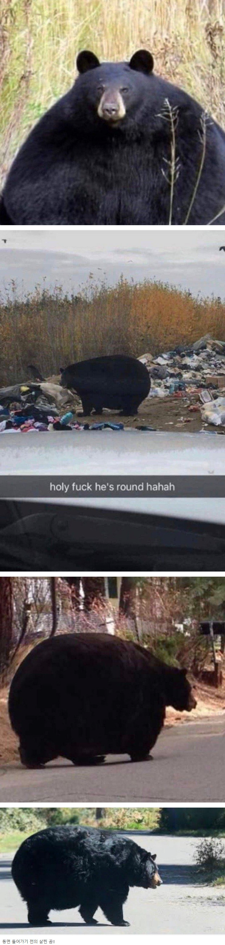 알레스카에서 발견된 곰