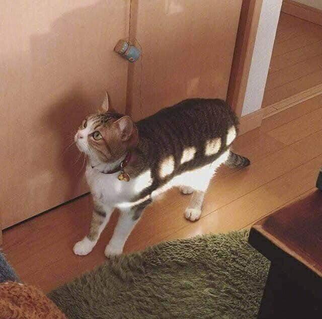 猫バス実写化jpg