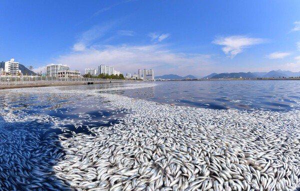 日本を滅ぼした魚イワシ