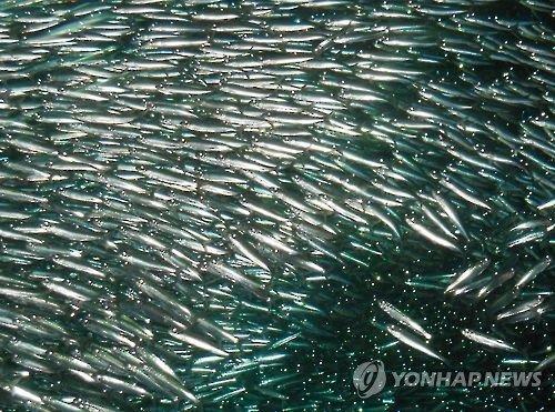 日本を滅ぼした魚イワシ