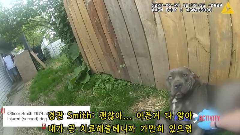 (SOUND)アメリカで犬の首輪をつけないと起こること