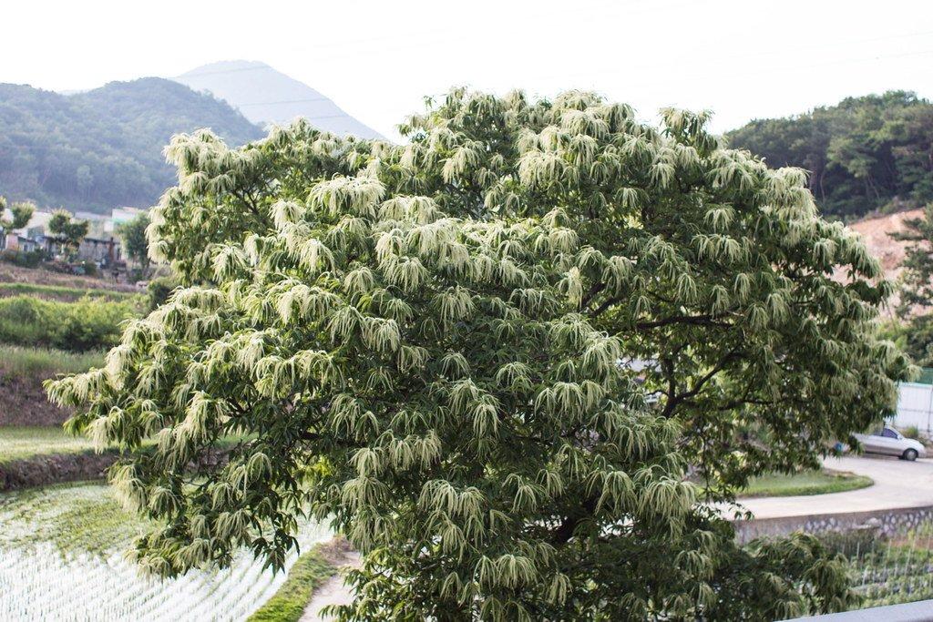 6月初めに飽きるほど嗅ぐ匂い