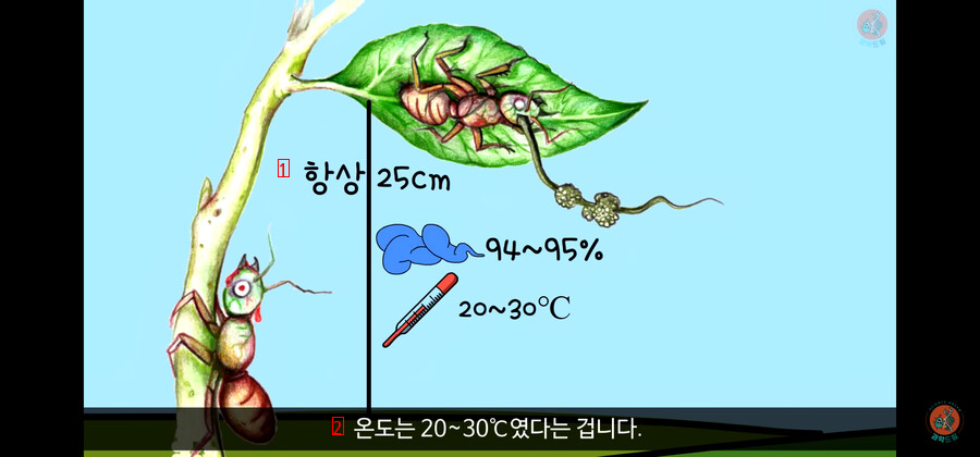 벌레주의) 의외로 우리 생각보다 더 무서운 동충하초의 비밀