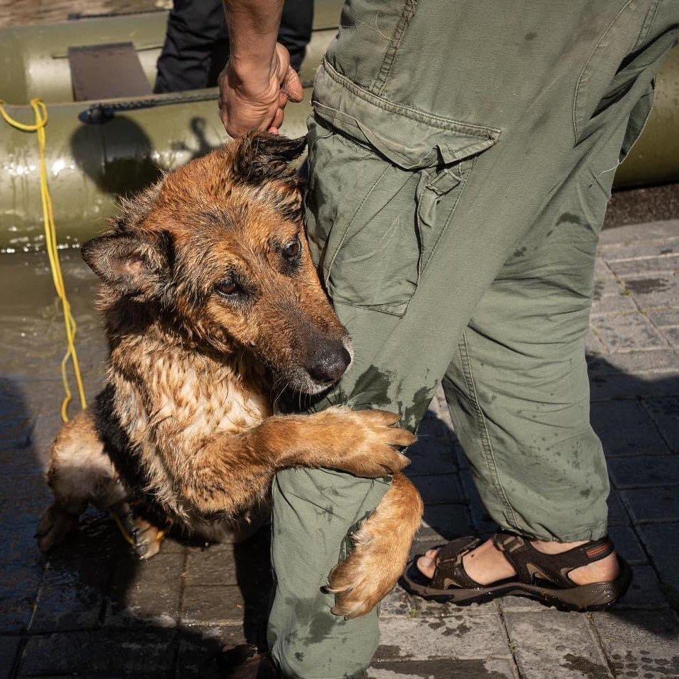 우크라이나 댐 파괴로 수몰된 마을에서 구조된 개