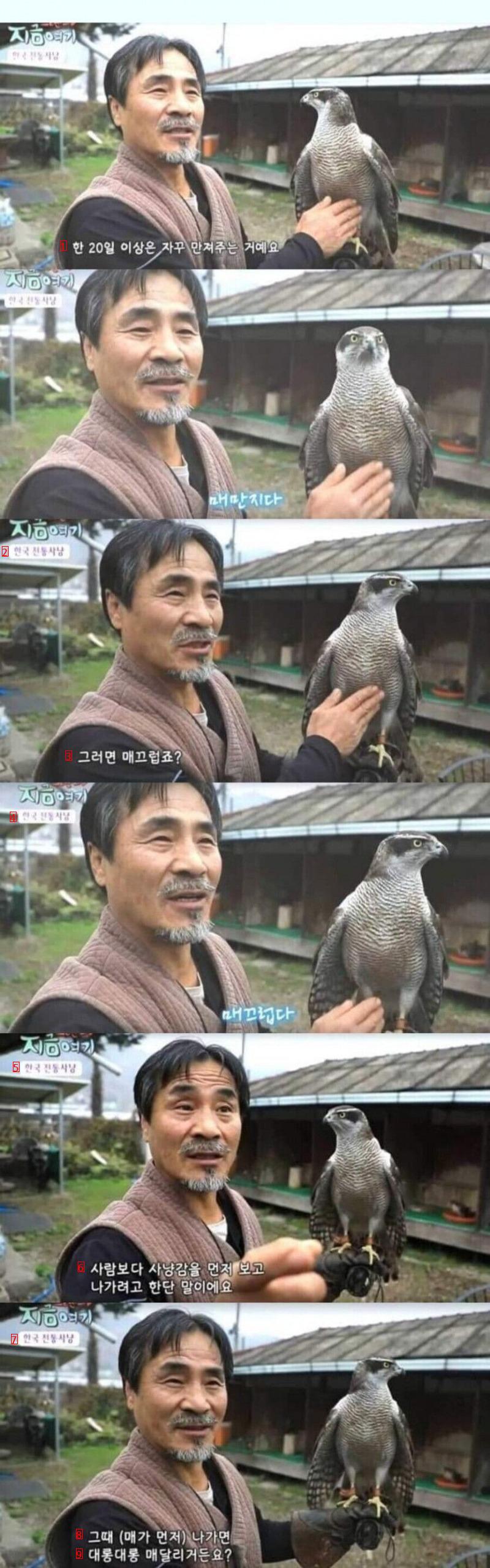 韓国人が好きな鷹の秘密