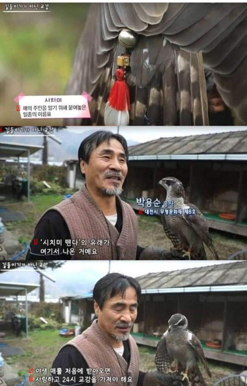 韓国人が好きな鷹の秘密