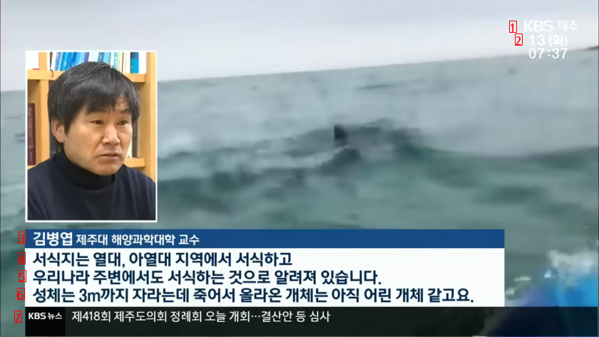 人を攻撃する人食いサメが発見された済州島