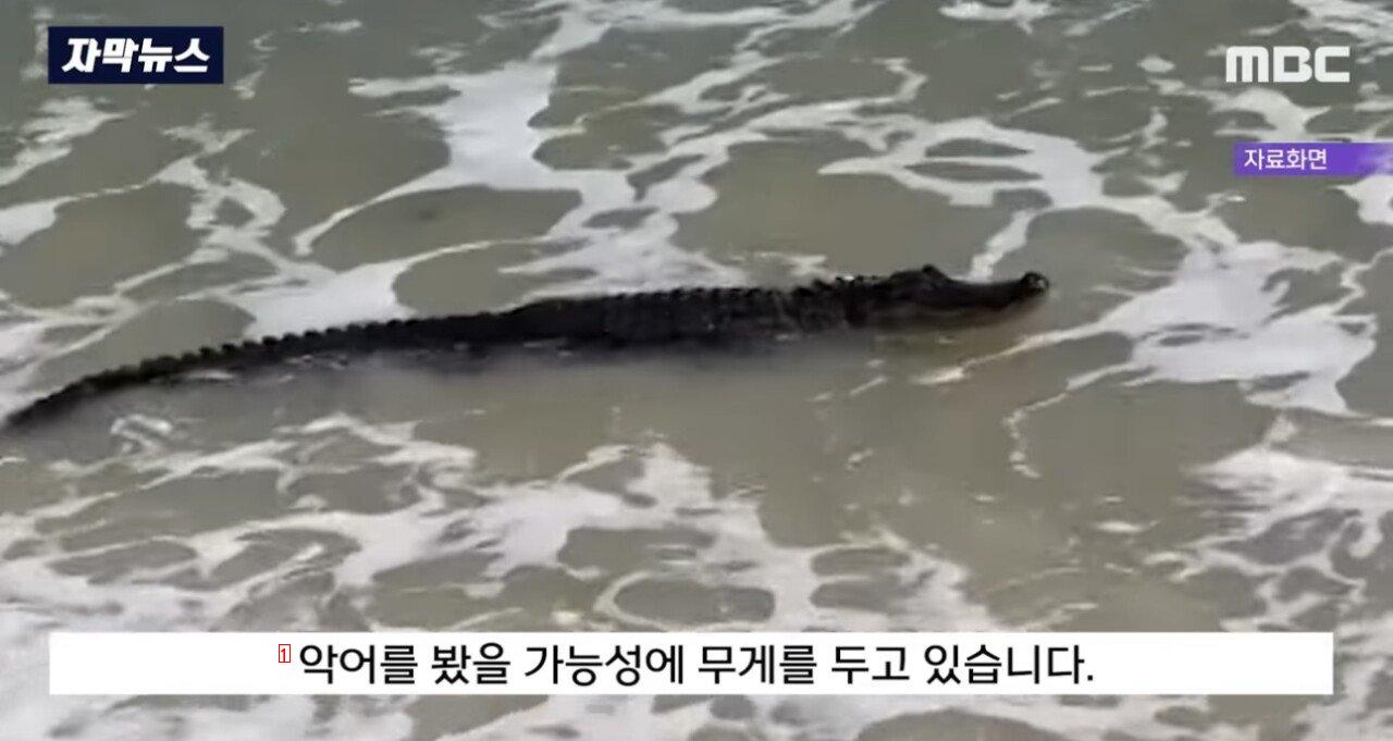 악어가 나타난 대한민국 생태계 근황