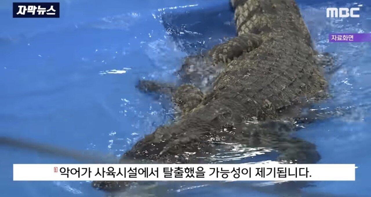 악어가 나타난 대한민국 생태계 근황