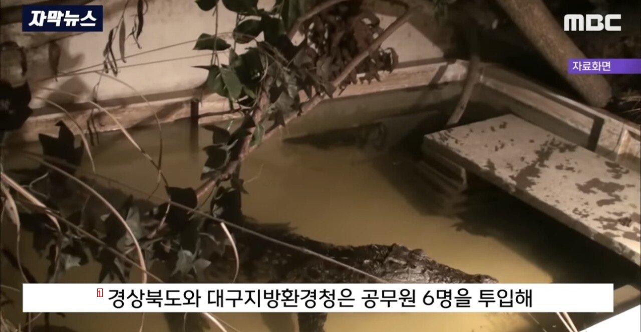 악어가 나타난 대한민국 생태계 근황