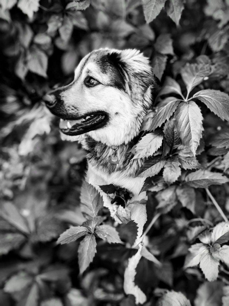 よく撮れた犬の写真一枚