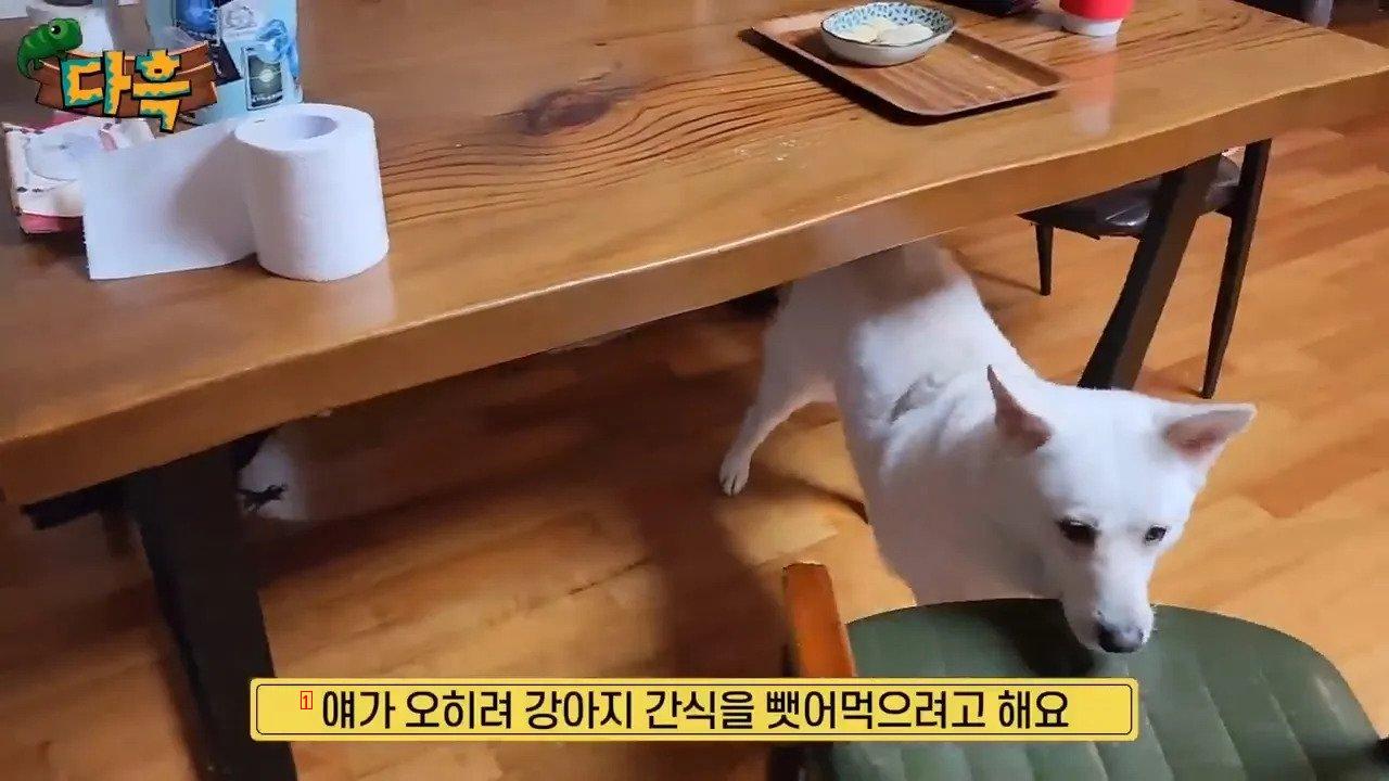 집에서 야생 까마귀를 주워다 키우는 집