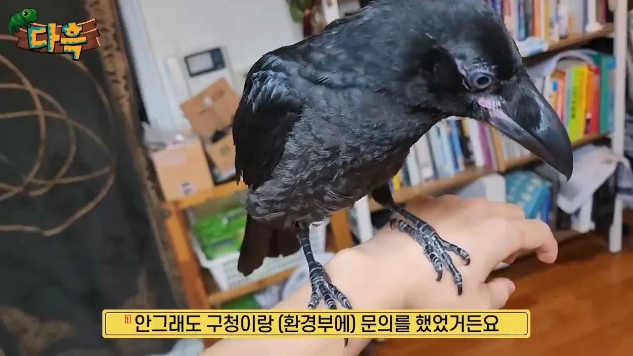 집에서 야생 까마귀를 주워다 키우는 집