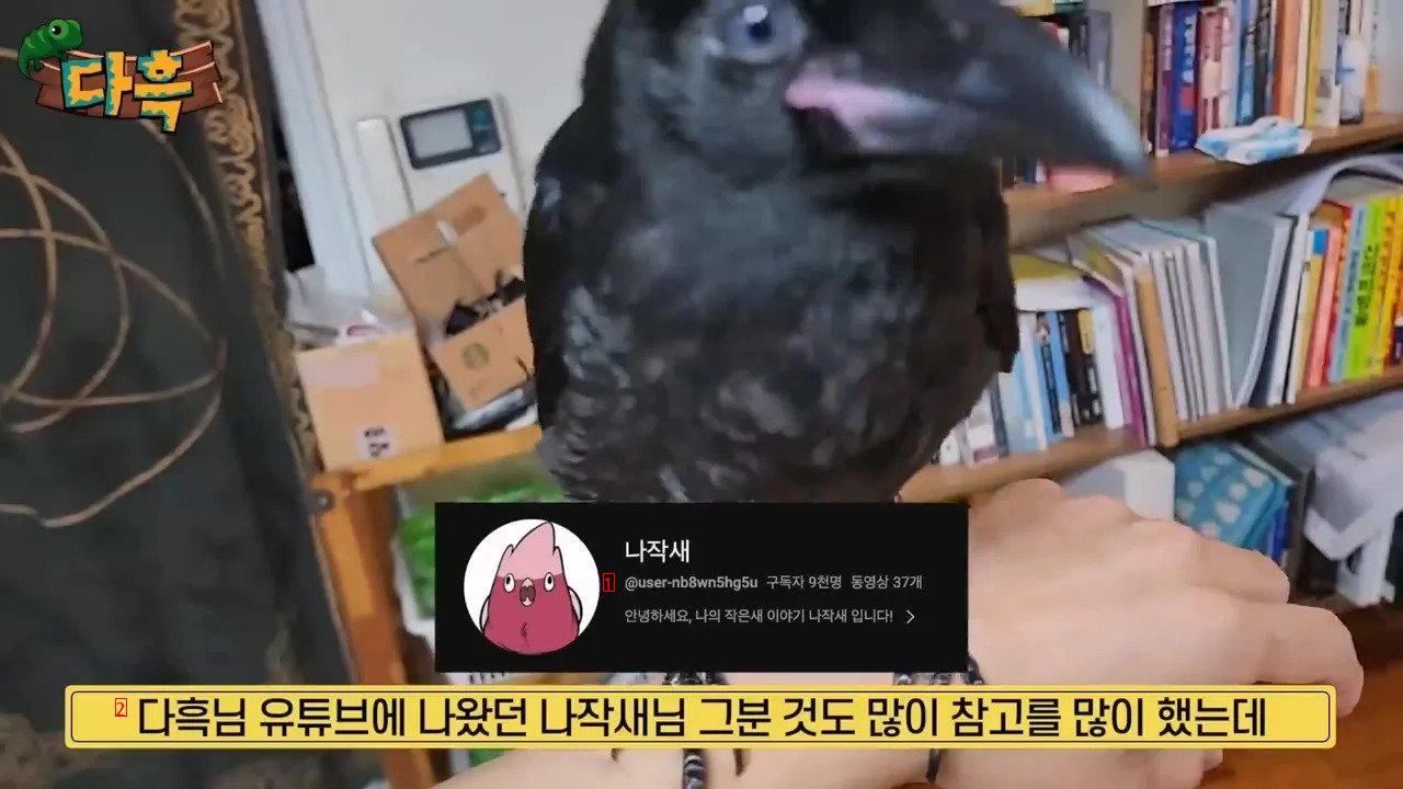 집에서 야생 까마귀를 주워다 키우는 집